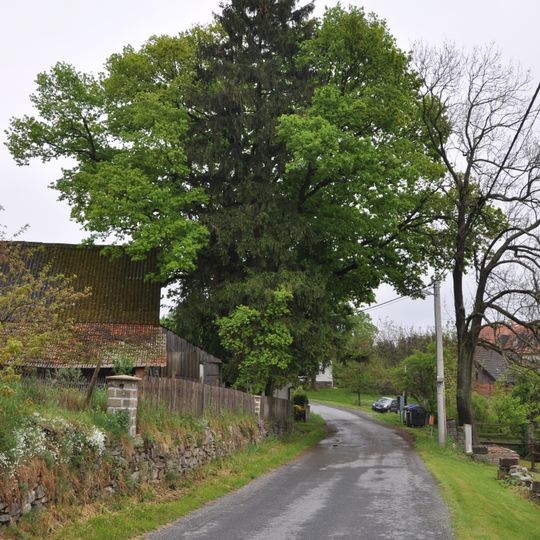 Dub u Navrátilů v Mrchojedech