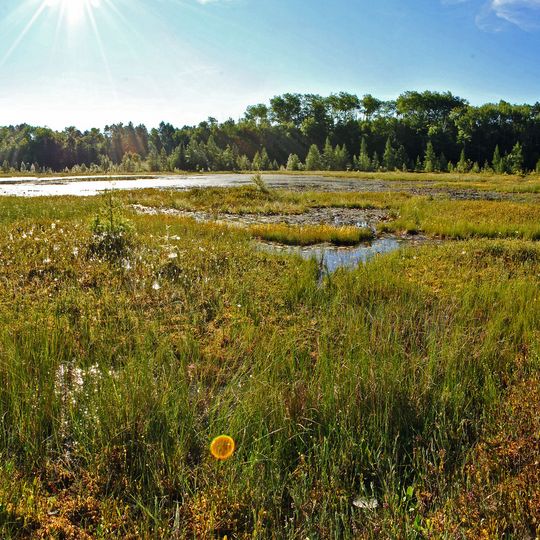 Black Tern Bog State Natural Area