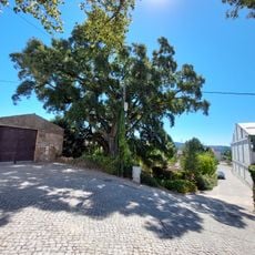 Árvore isolada em Av. Sá Carneiro