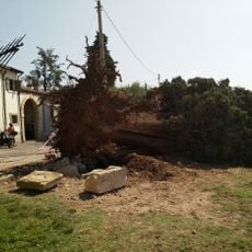Cupressus sempervirens