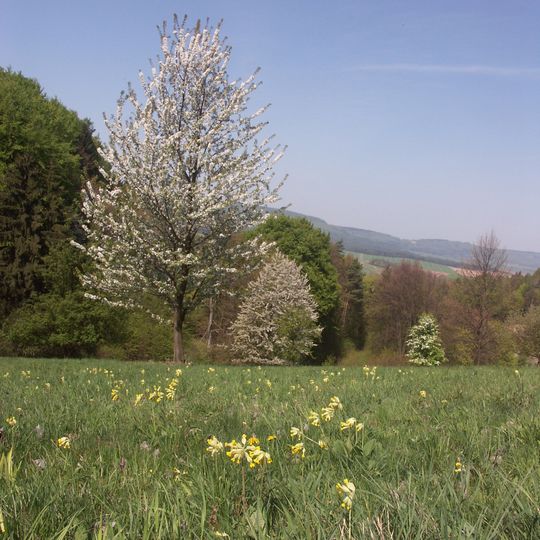 Dlouholoučské stráně