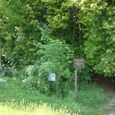 Cmentarz żydowski w Opolu Lubelskim