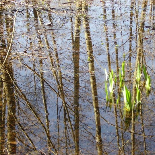 Réserve naturelle régionale du marais de Larchant