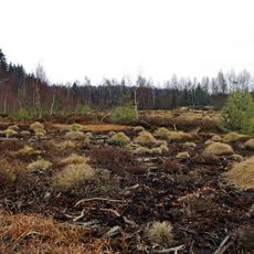 Krásenské rašeliniště