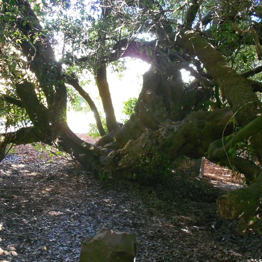 Post Office Tree, Mossel Bay
