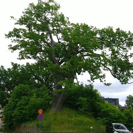 Ek och jordkulle, Mjölby