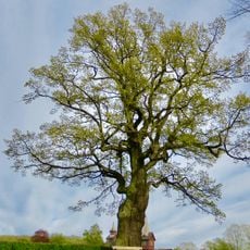 Eken på Huskvarna kyrkogård