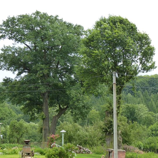 Duby letní v Albrechticích