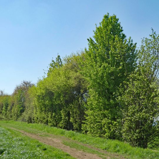Feldhecke im Gewann Gschraiweg