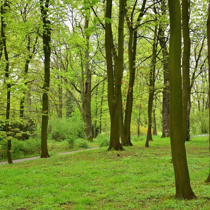 Wilanów Park