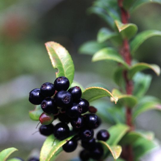 Reserva Botánica Regional Huckleberry
