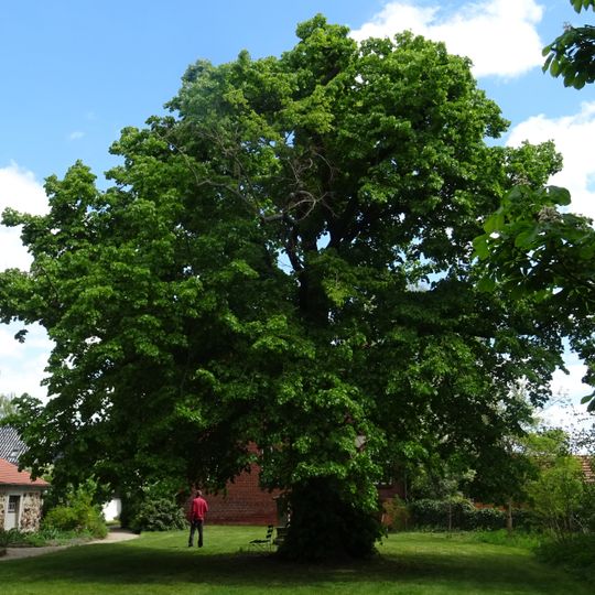 Naturdenkmal Linde auf dem Kirchhof; Flur 2, Flurstück 61 in Friedersdorf