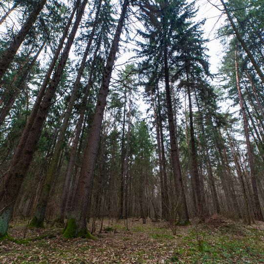 Вікові ялинові насадження
