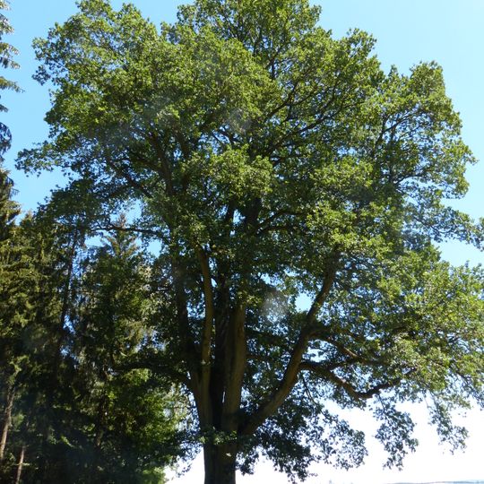 Bismarckeiche Oberkotzau