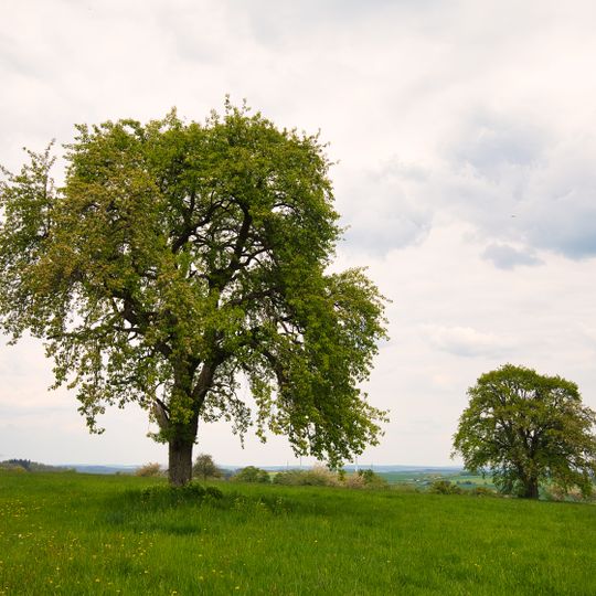 1 Birnbaum Hohen Hölzlein