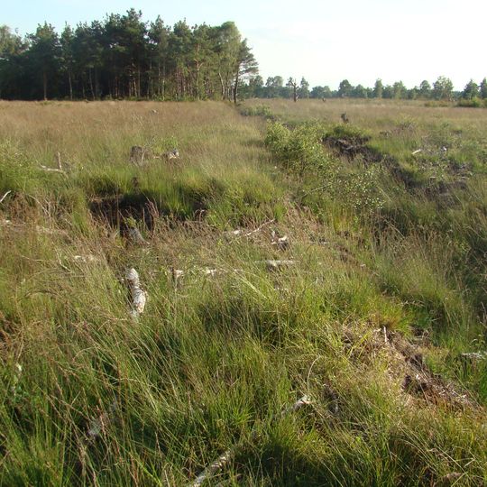 Großes Moor bei Becklingen