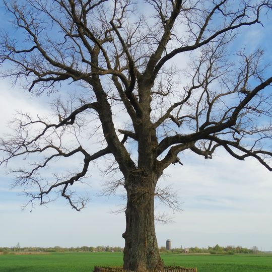 Žvirblinių ąžuolas