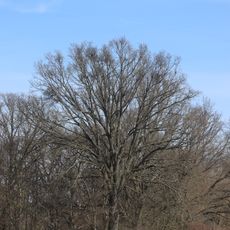 Dub jižně od ohrazenic