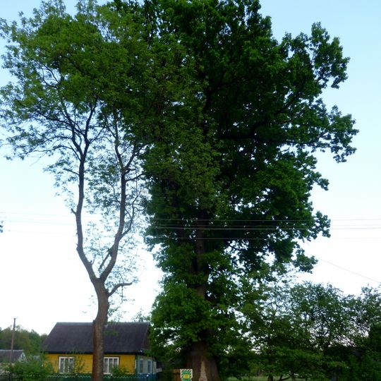 500-jährige Stieleiche