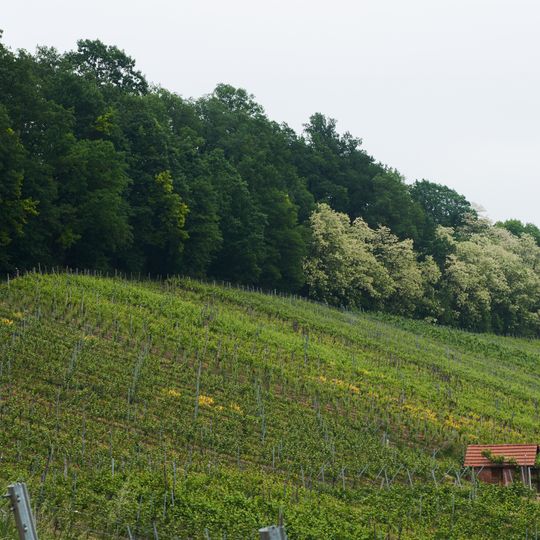 Geologischer Aufschluss und Steppenheide über den Weinbergen