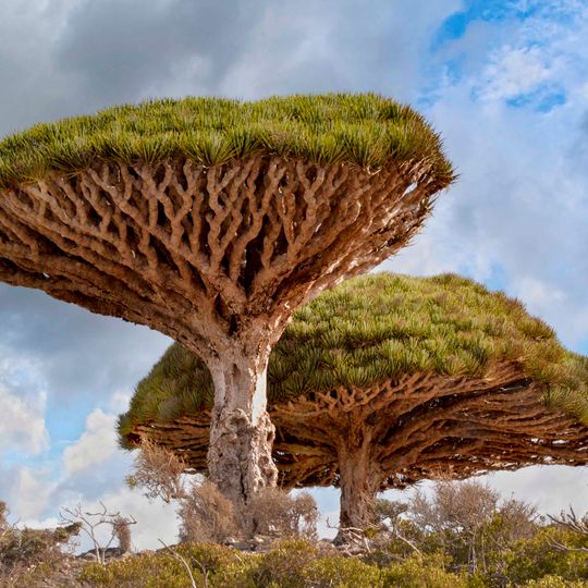 Firmihin Dragon's Blood Tree Forest