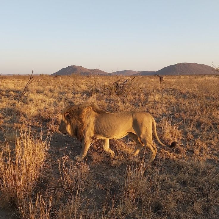 Madikwe Reserve