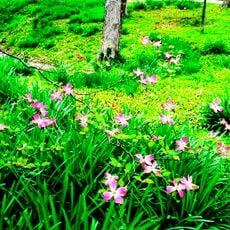 Jardín botánico Jerry E. Clegg