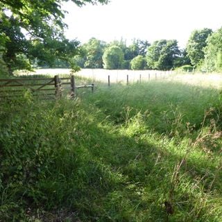 Hutchison's Meadow