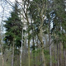 Skupina modřínů a smrků v pastvinském údolí