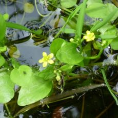 Badgeworth SSSI, Gloucestershire