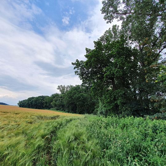 Auewald Mutzschener Wasser