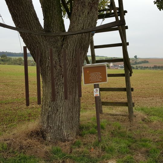 Naturdenkmal 1 Birnbaum Tannenweg rechts