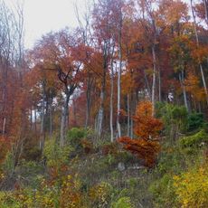 Buchenwälder zwischen Ziegenberg und Langer Berg
