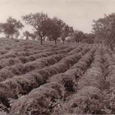 Lavender fields in Tihany