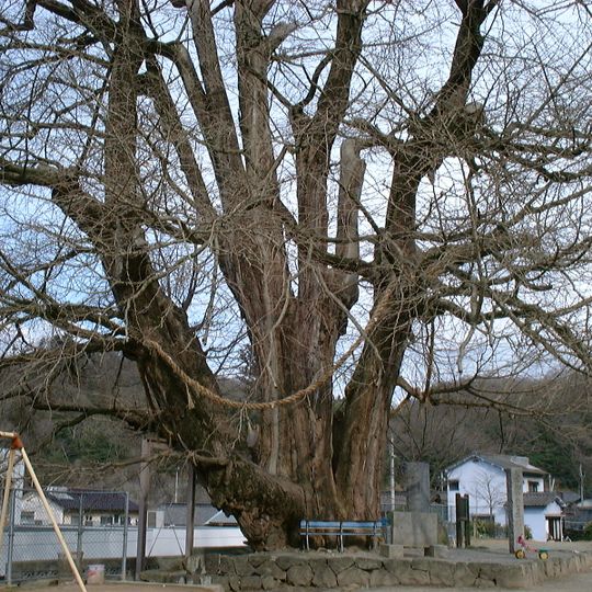 Great Ginkgo of Sayō