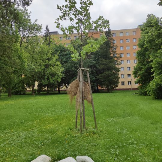 Liliovník tulipánokvětý u Gymnázia Olgy Havlové