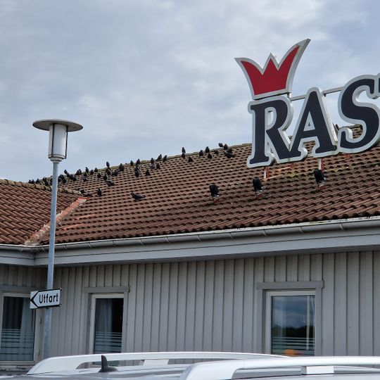 Rasta