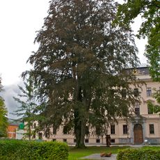 Rotbuche am Gerichtsgebäude von Ried