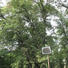 Lípa na hrázi Fabráku