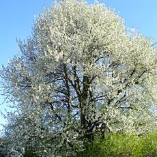 Třešeň u Hošťanky