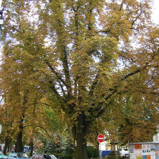 Jírovec naproti škole na náměstí B. Hrozného
