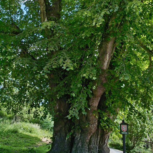 Lípa u Machova Mlýna