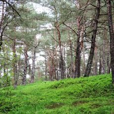 Forchenhügel und Moosleiten