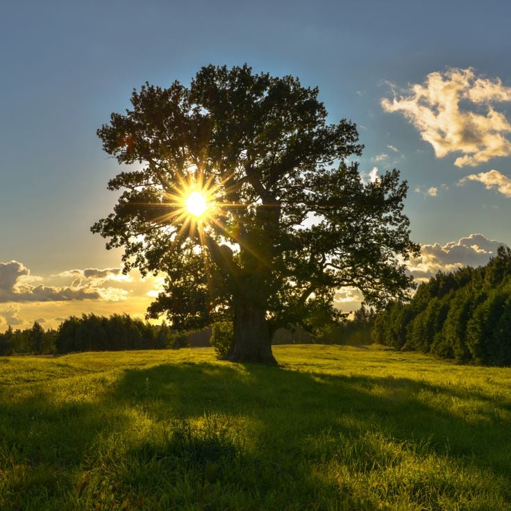 Tamme-Lauri Oak