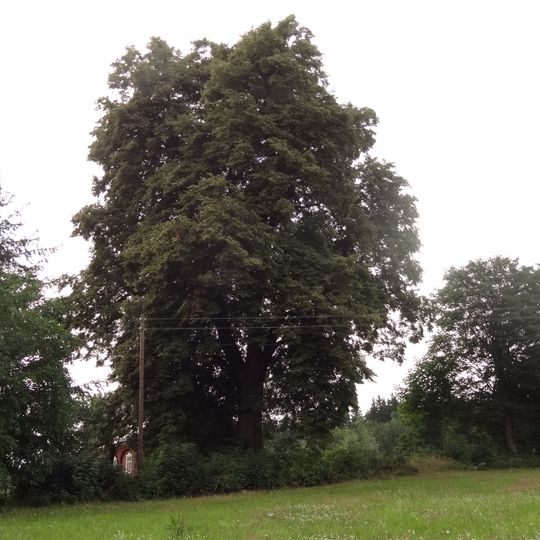 Lípa v Doleních Pasekách