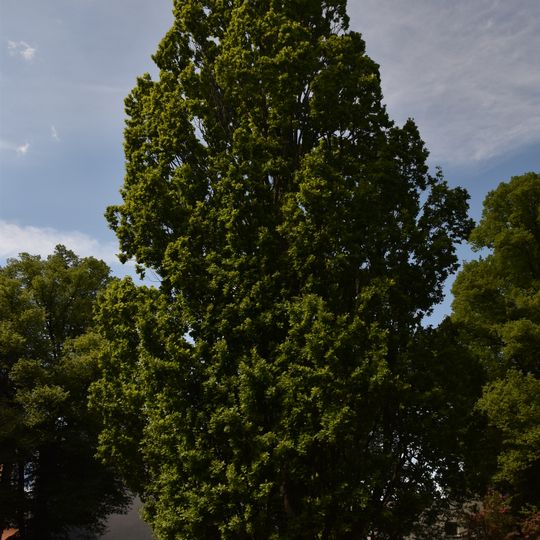 Säulen-Eiche Fastigiata Friedhof Dorotheenstadt III