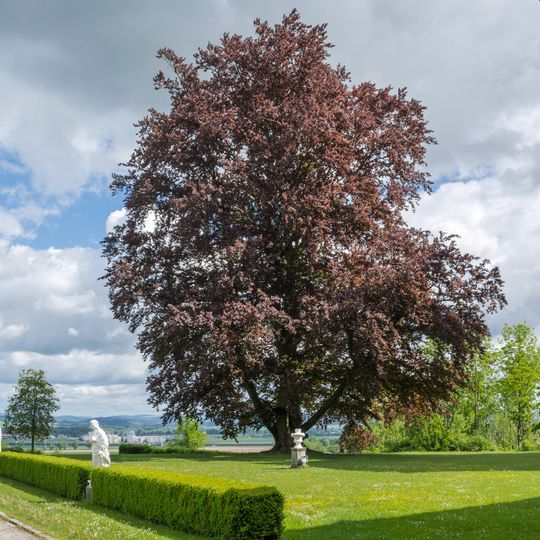 Blutbuche am Schloss Tillysburg