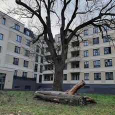 Fraxinus excelsior in residential quarter near castle Schönefeld (Leipzig)