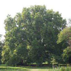 Platan nedaleko pítka v Lužánkách