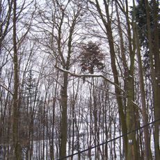 Buk na Včelním Hrádku